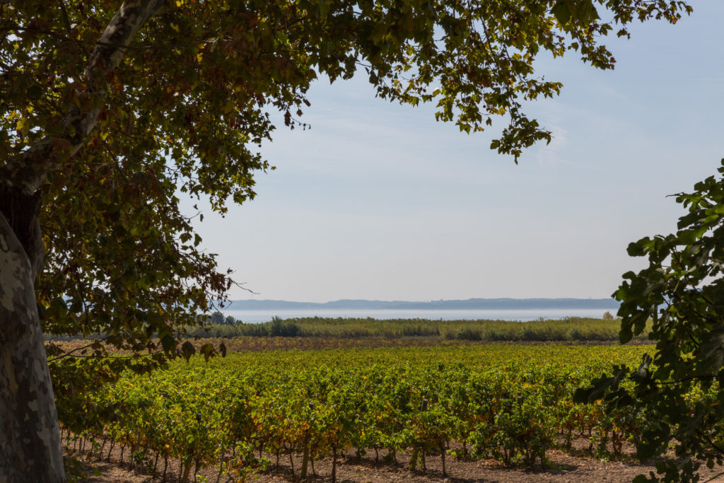 Domaine de Suriane - provence - the estate