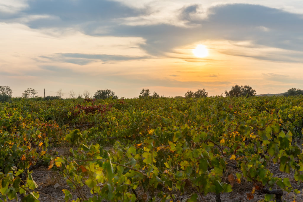 Domaine de Suriane - sunset over the estate